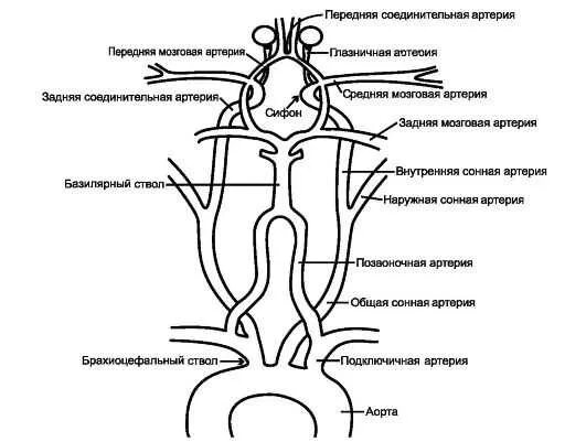 Строение брахиоцефальных артерий. Стенозирующий атеросклероз брахиоцефальных сосудов. Брахиоцефальные сосуды головного мозга. Брахиоцефальные сосуды анатомия. Экстракраниальные отделы брахиоцефальных сосудов.