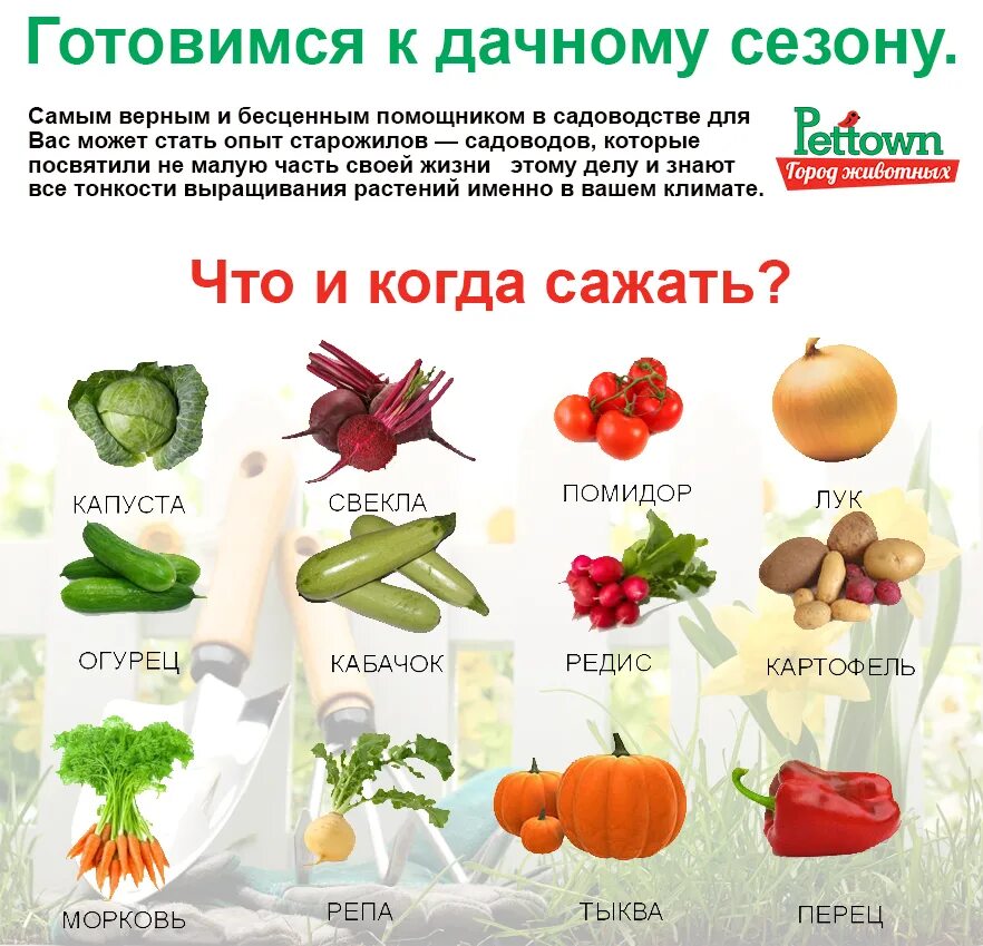 Овощи полный список. Что садят в огороде список. Что посадить в огороде список. Список овощей на грядках. Перечень овощей для посадки на огороде.