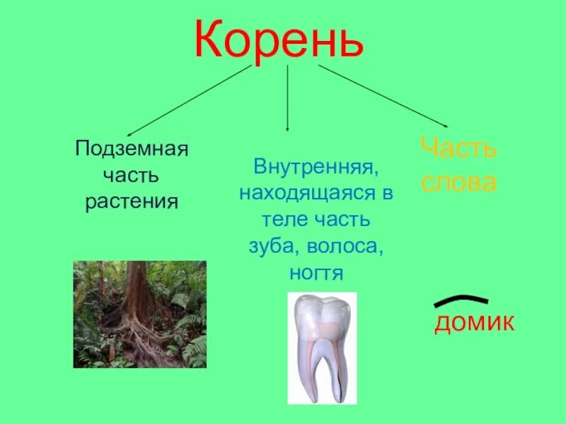 Корень слова. Корень слова 2 класс презентация. Подземная часть растения. Презентация на тему корень слова 2 класс. Угар какой корень