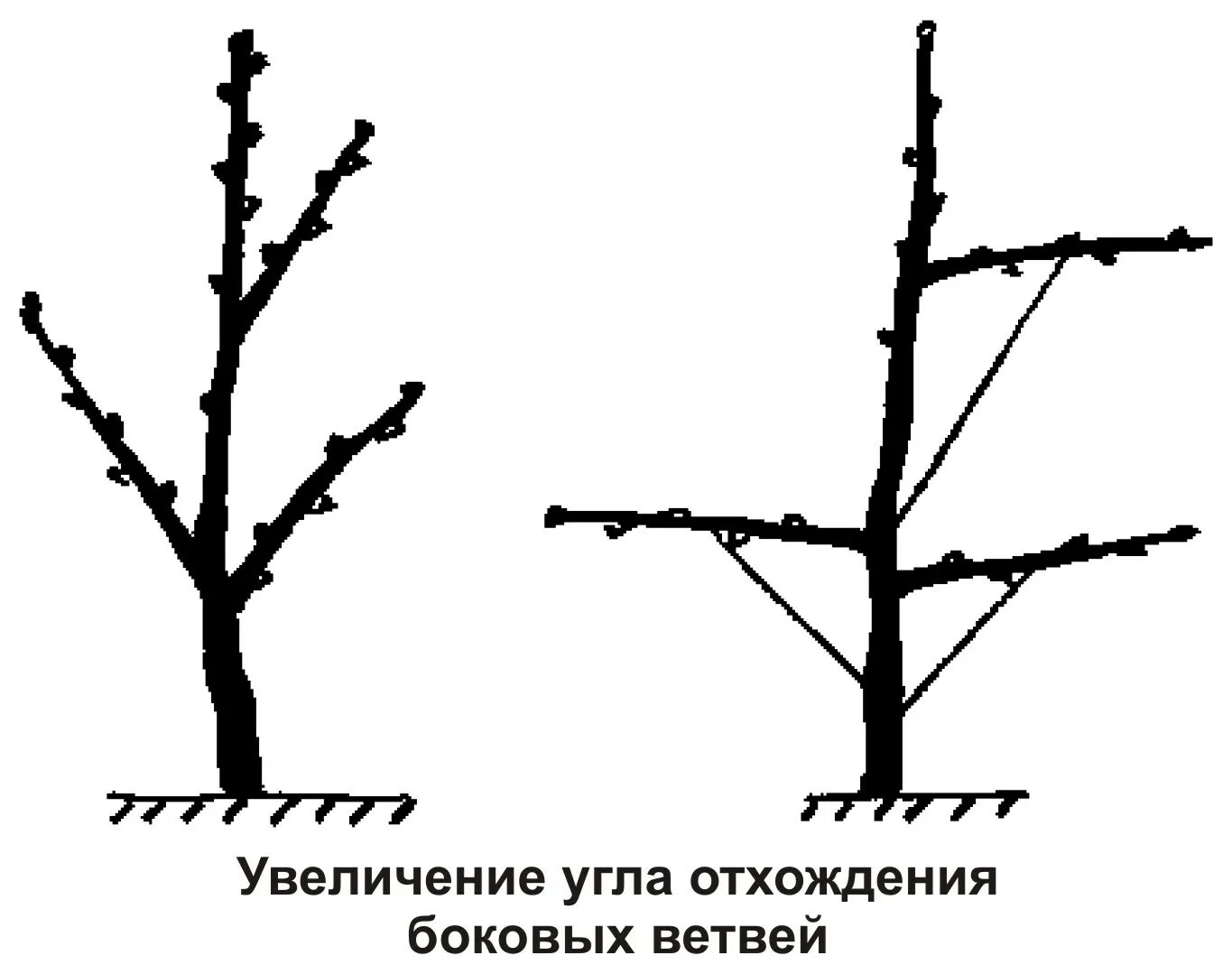 Вишня после посадки. Формировка кроны черешни. Обрезка саженца черешни. Схема обрезки черешни весной. Схема формировки черешни.