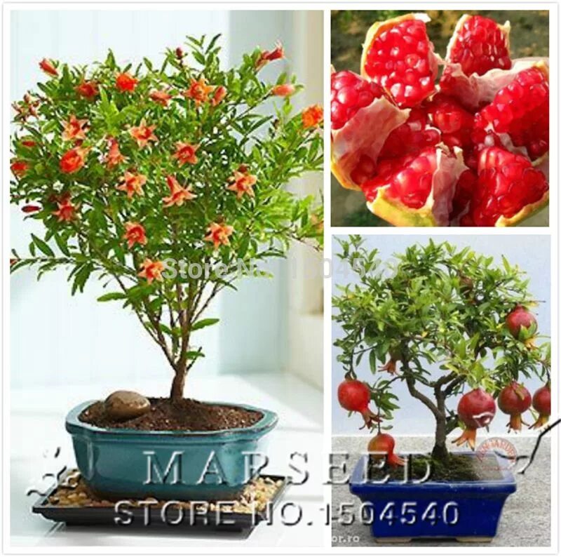 Гранат карликовый карфаген. Гранат карликовый punica nana. Гранат обыкновенный семена. Гранат карликовый карфаген. Гранат агдона.