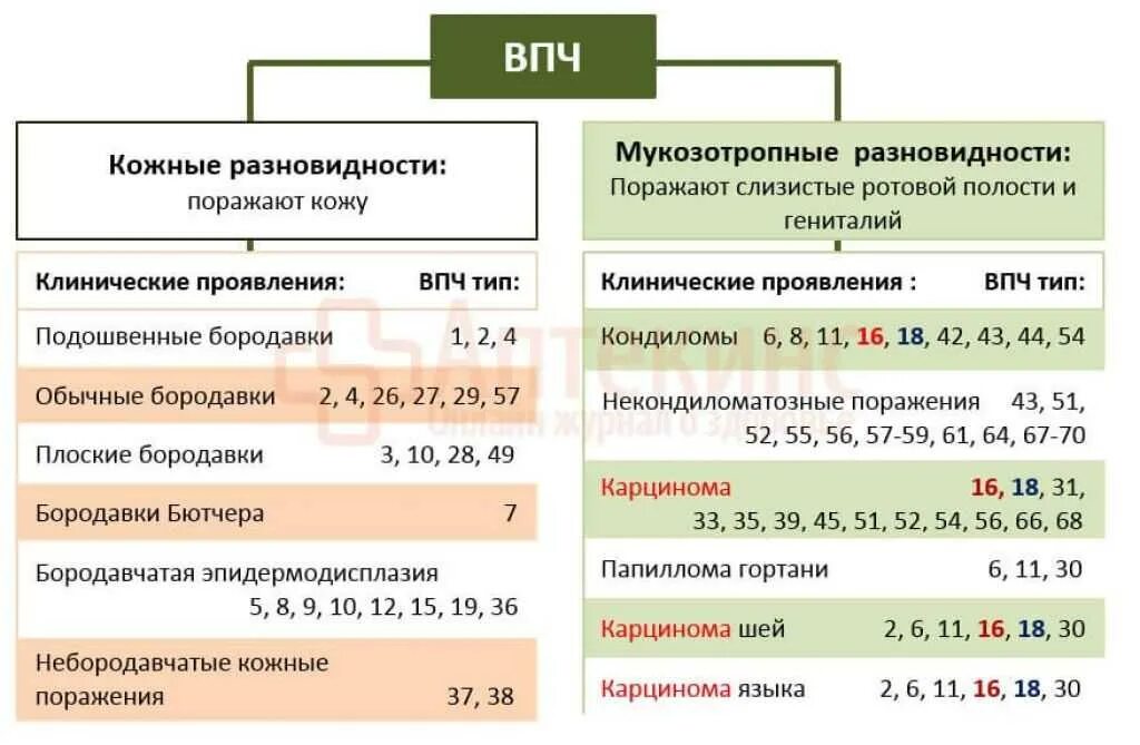 Вирус папилломы 18 у женщин