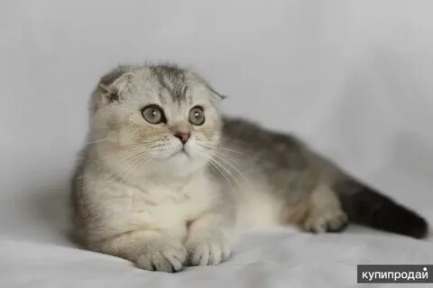 Форум шотландских кошек