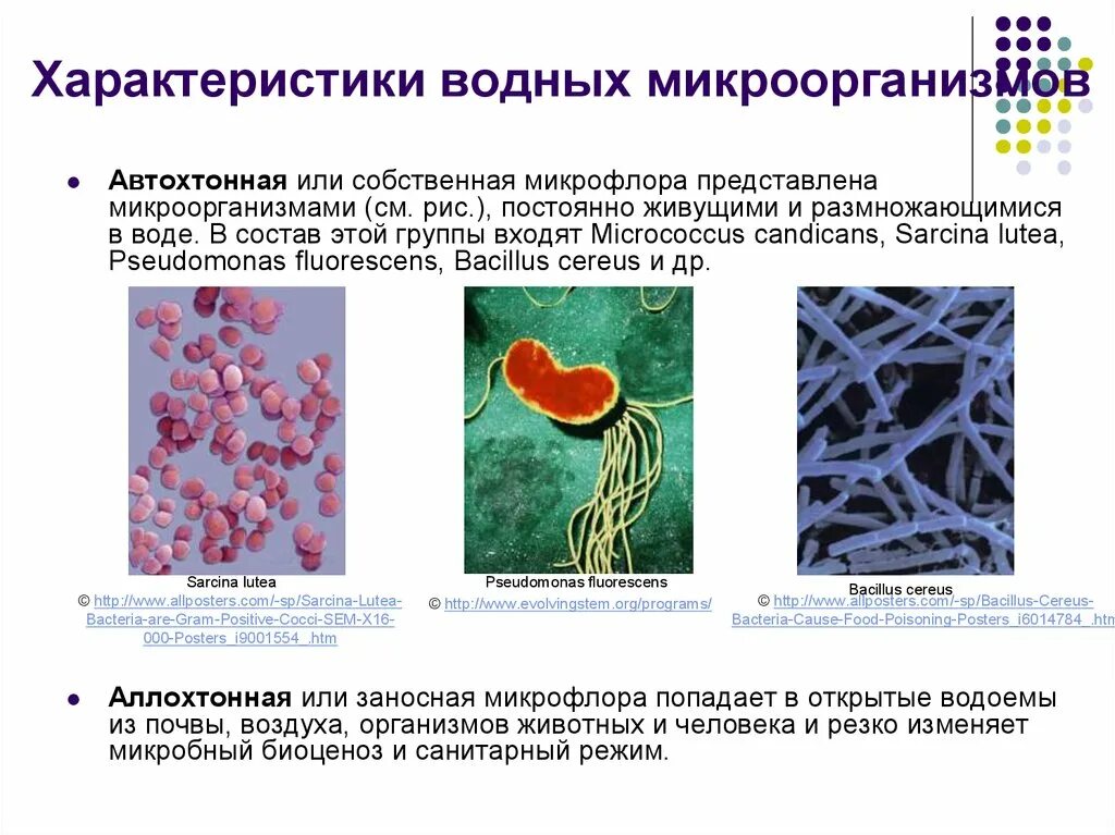 Характеристика микроорганизмов воды. Микроорганизмы обитающие в воде. Микроорганизмы воды микробиология. Автохтонные и аллохтонные микроорганизмы.