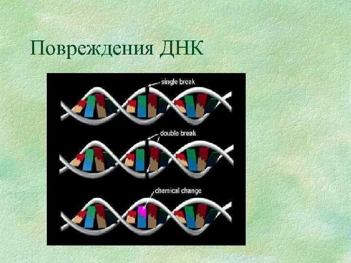 Генетическим повреждением. Повреждение ДНК. Поврежденная ДНК. Повреждение ДНК последствия. Спонтанные повреждения ДНК.