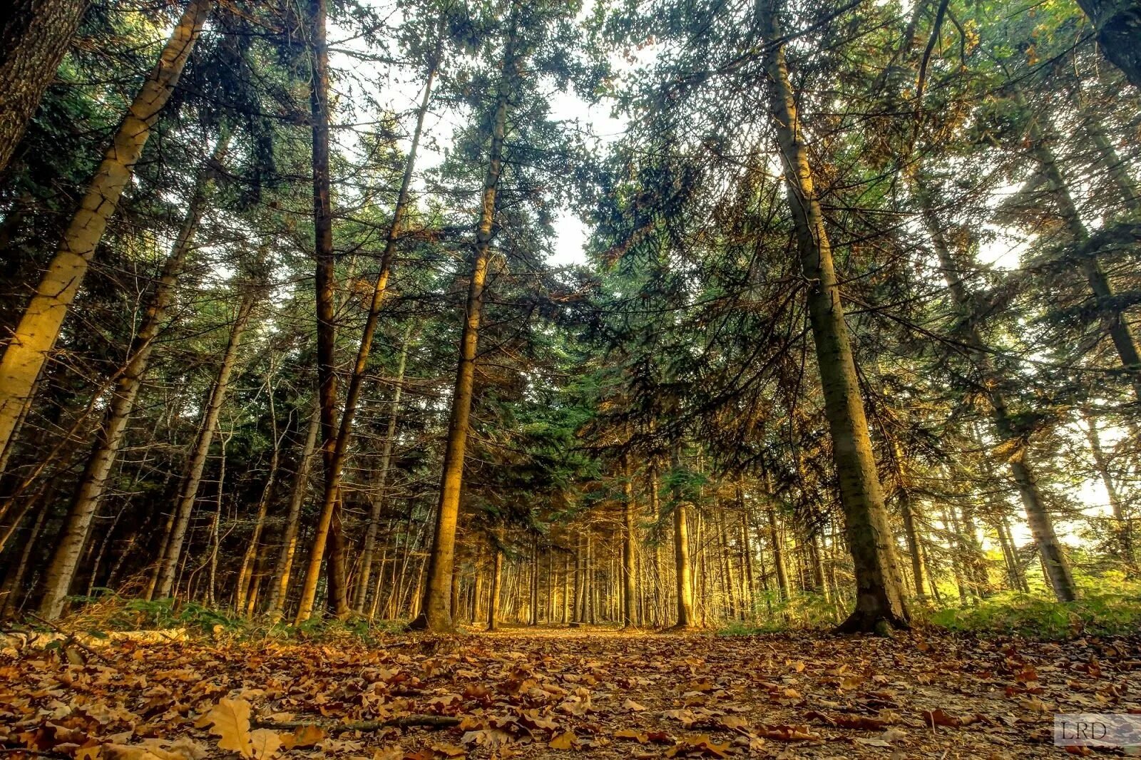 Широкий лес. Красивый лес. Широкий лес. Широкий лес. Широкий лес.