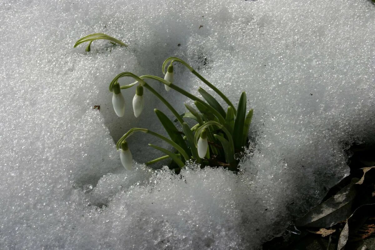 Снежок подснежник. Nivalis Подснежник. Подснежник Galanthus, Подснежник снежный Galanthus nivalis. Проклюнулся Подснежник. Первоцветы пролеска снег.