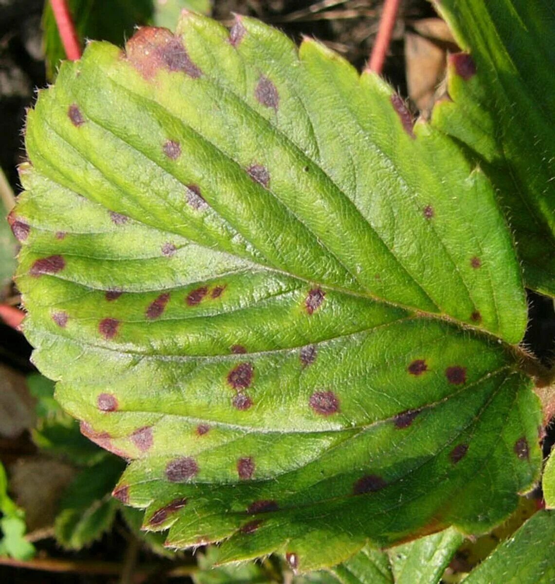 Красные пятна на листьях. Mycosphaerella fragariae. Бурая пятнистость клубники. Септориоз смородины. Бурая пятнистость земляники.