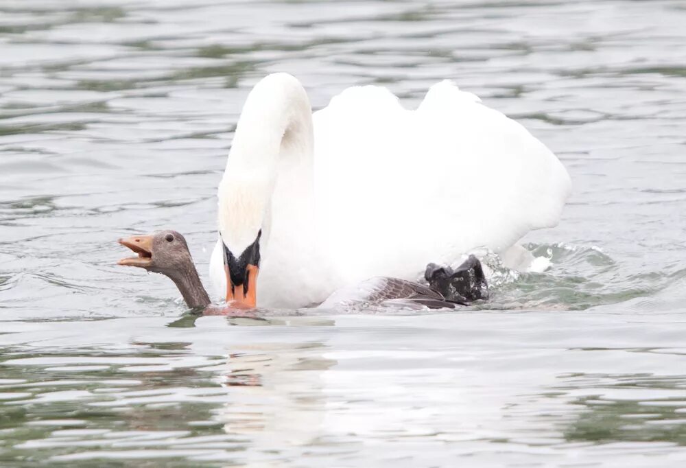 Лебедь атакует. Лебедь шипун гнездо. Лебедь нападает. Лебедь нападает на человека. Лебедь нападает.