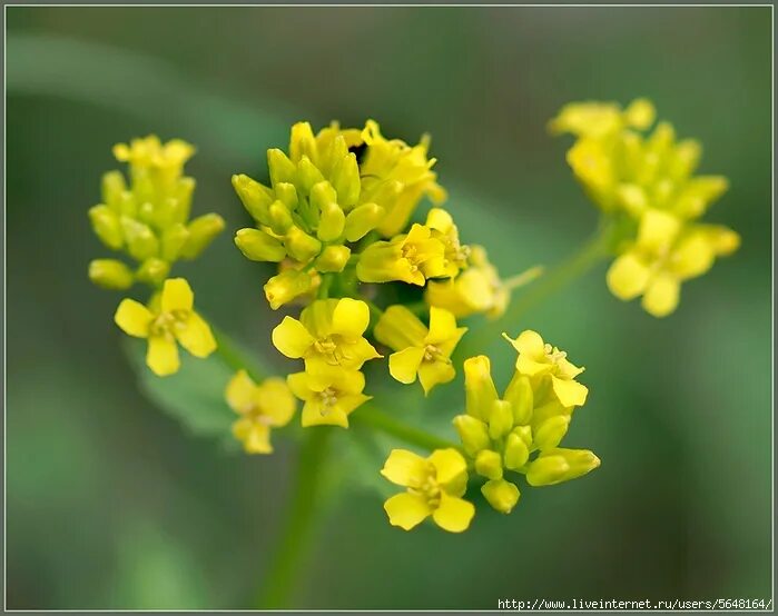сурепица обыкновенная. растение сурепка обыкновенная. сурепка обыкновенная род вид семейство. сурепка семена. к какому классу относится сурепка.
