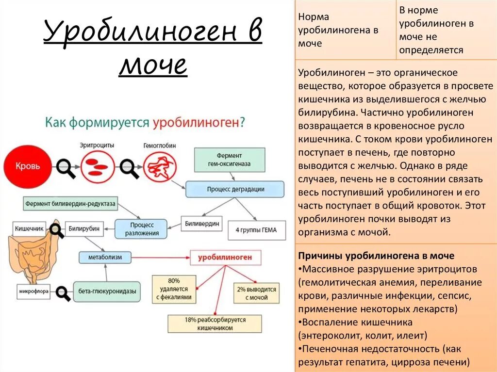 Есть ли билирубин в моче. Уробилиноген в моче. повышение уробилиногена в моче. уробилин в моче появляется при. уробилиноген в моче появляется при.