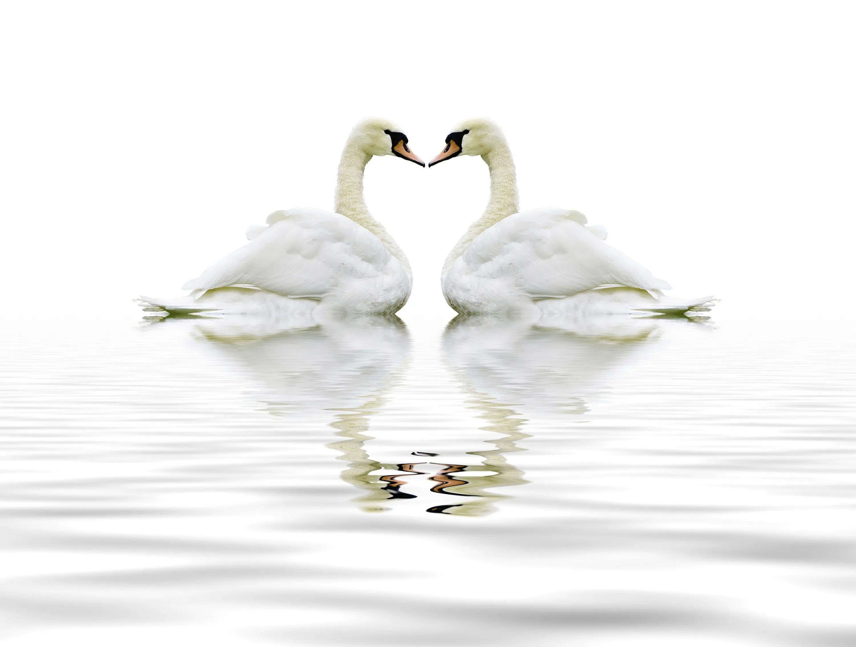 Картинка лебедей на прозрачном фоне. Лебеди свадьба. Пара лебедей на белом фоне. Свадебные кольца и лебеди. Лебедь на белом фоне.