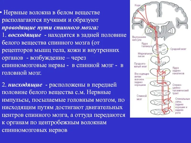 Нервные волокна проводящие импульсы из ЦНС. Нервная система пути спинного мозга. Проводящих путей спинного мозга. Схема проводящих путей спинного мозга.