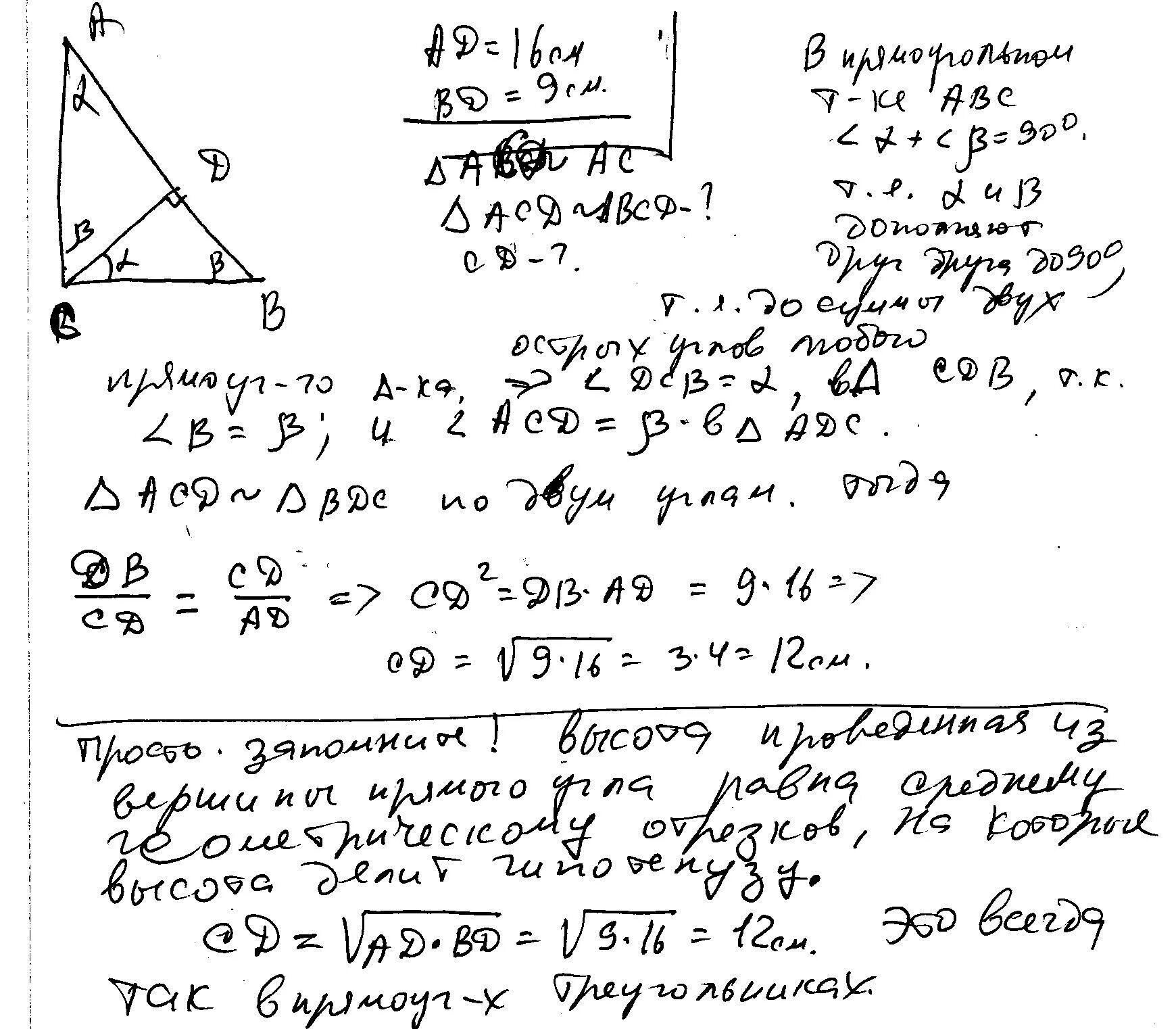 Прямоугольный треугольник АВС С высотой СД. Высота СД прямоугольного треугольника АВС делит гипотенузу АВ. Высота СД прямоугольного треугольника АВС дедтт гтпотенузу. Прямоугольный треугольник с высотой CD. Высота бд прямоугольного треугольника абс