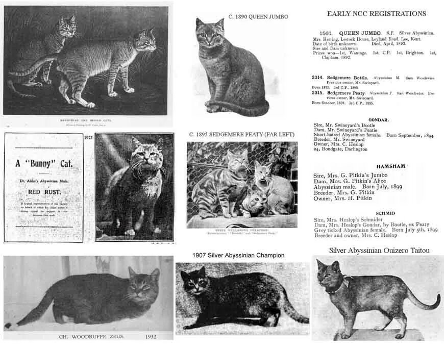 Рассмотрите фотографию кошки породы абиссинская и выполните. Абиссинская кошка происхождение породы. Предки домашних кошек. Аборигенные породы кошек. Откуда происхождение Абиссинской кошки.