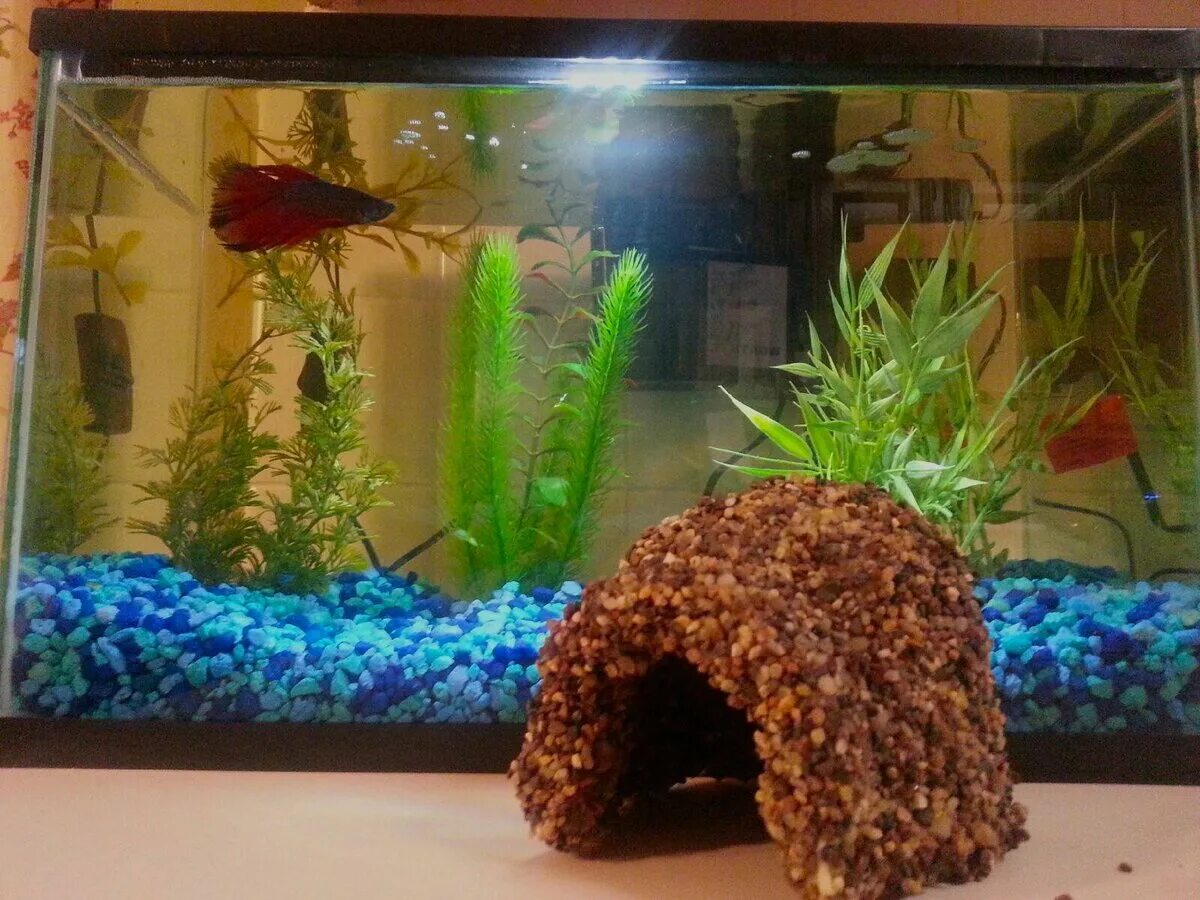 Registration of an aquarium, design of an aquarium. Background for the aquarium 