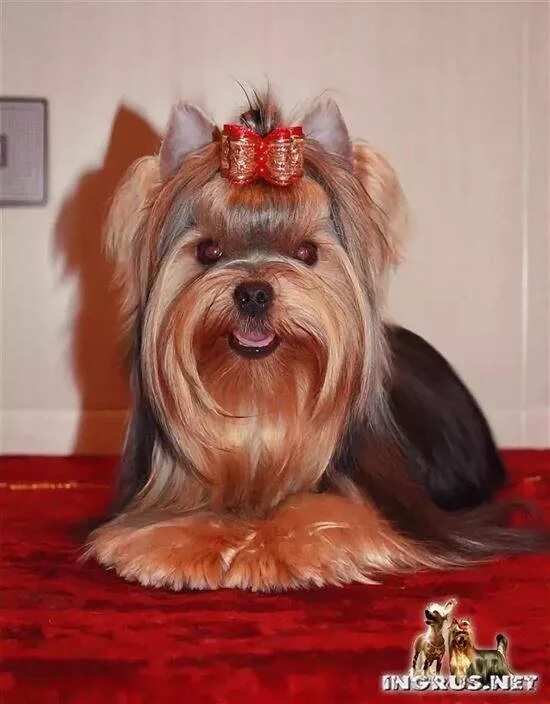 ухо йорка фото. ухо йорка фото. ухо йорка фото. ушки йоркширского терьера. ухо йорка фото.