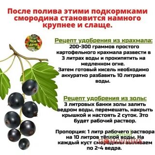 Удобрение для смородины