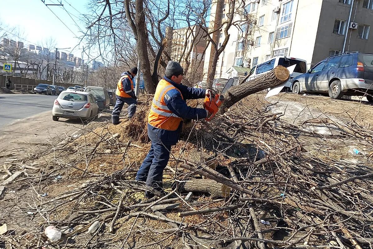 Вывоз веток и деревьев с участка. Вывоз веток. вывоз веток камаз. вывоз веток картинка. камаз с ветками.