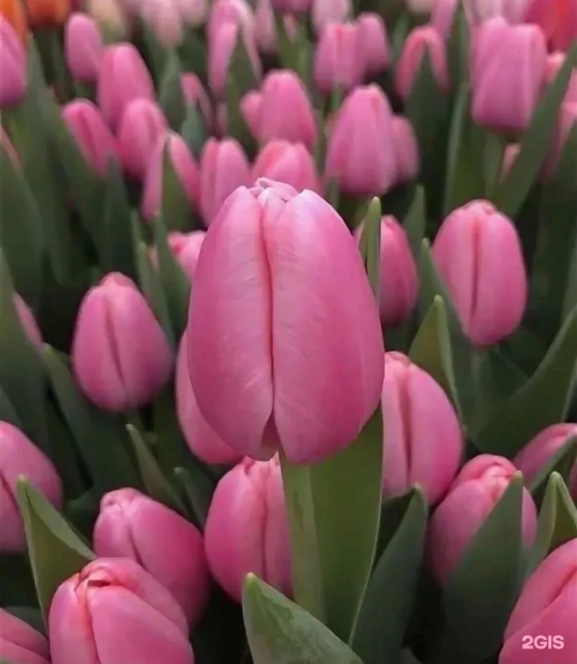 тюльпан трезор