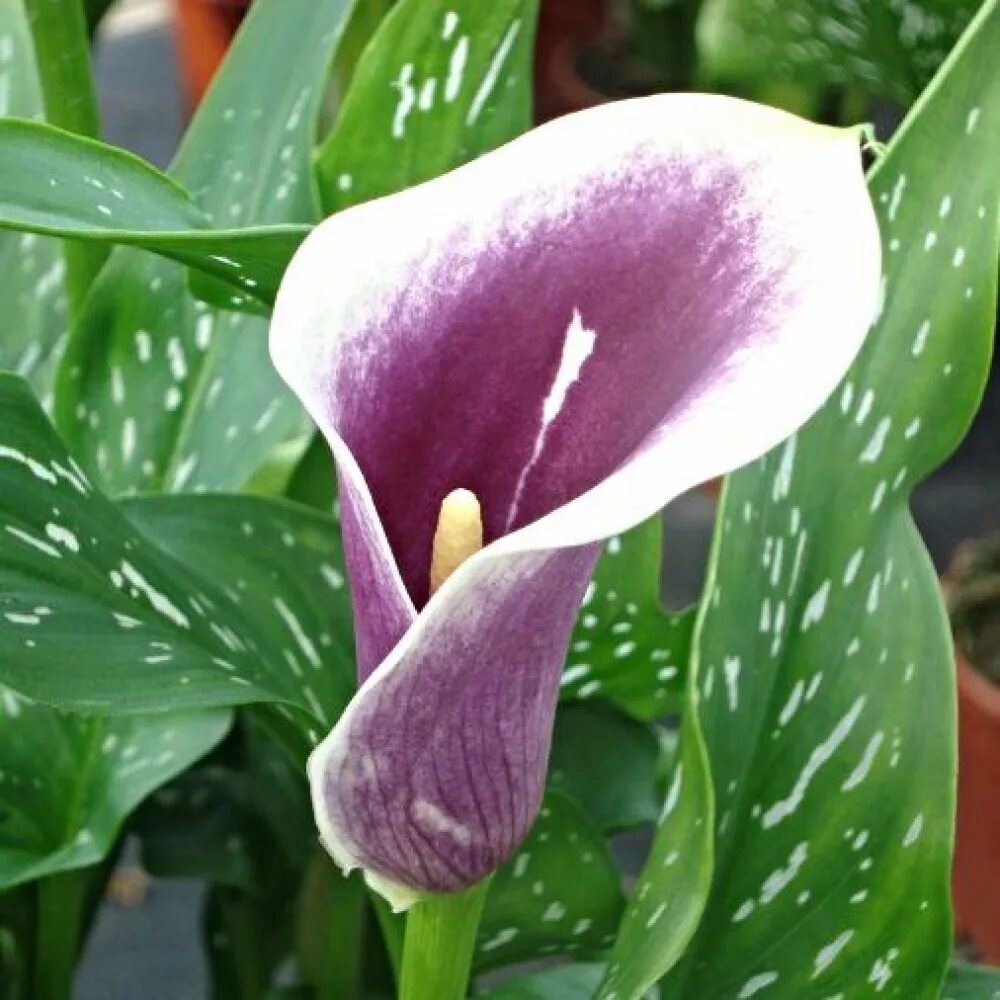 Pin on Outdoors Flowers, Plants, Grasses & Ground Covers