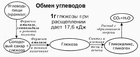 Обмен углеводов таблица
