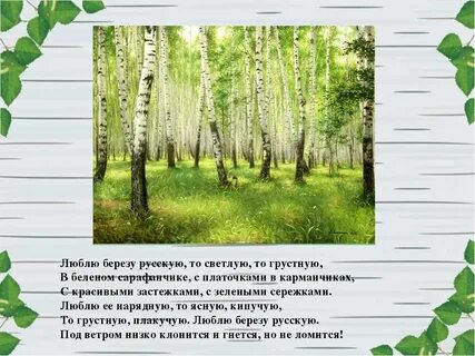 Стихотворение березовая роща