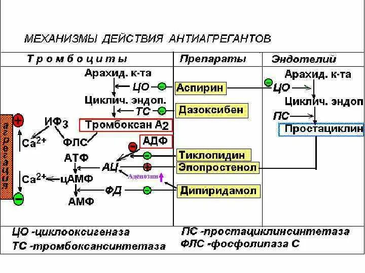 Механизм действия аспирина. Схема механизма действия антиагрегантных средств. Механизм действия антиагрегантов схема. Механизм действия антиагрегантов фармакология схема. Антиагреганты ингибиторы ЦОГ механизм действия.