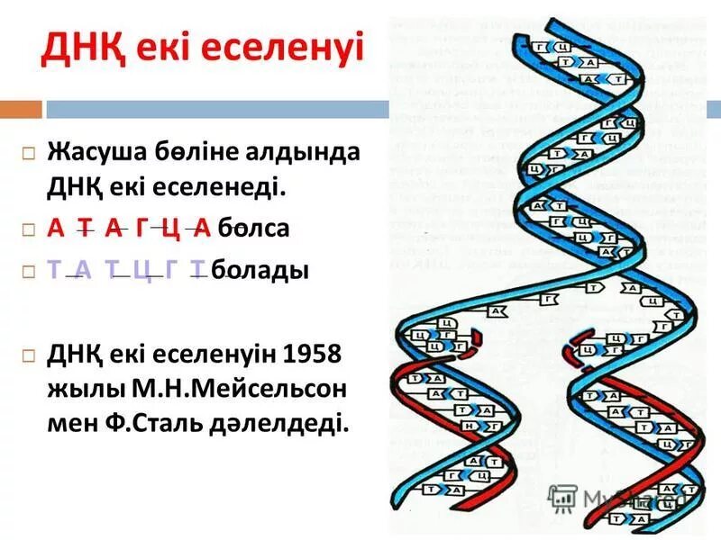 Нуклеин