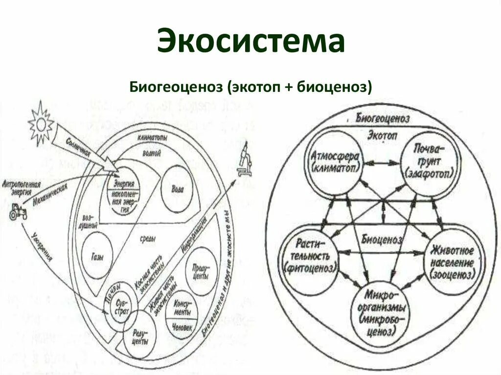 Основные структурные компоненты биогеоценоза. Биоценоз биогеоценоз экосистема. Схема структуры компонентов экосистемы. Схеме структуры биогеоценоза (экосистемы):. Биоценоз экосистема схема.