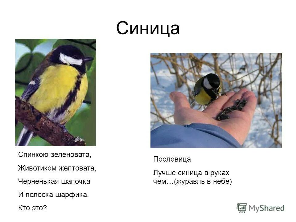 Синичка на руке. Забота о птицах. Синица в руках. Синица на ладони. Чем подкармливать синиц.
