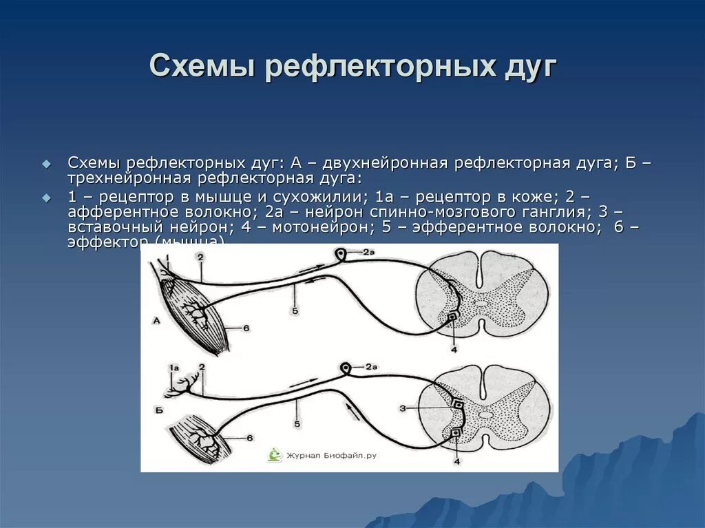 Двухнейронная рефлекторная