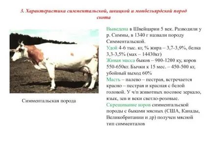 Какой удой у коровы