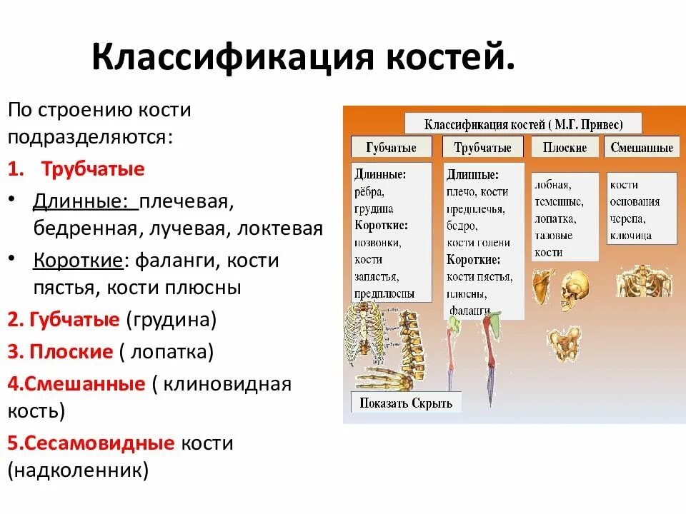 Соединение кости классификация. Классификация костей. Классификация костей трубчатые губчатые. Кости человека классификация. Классификация костей по привесу.