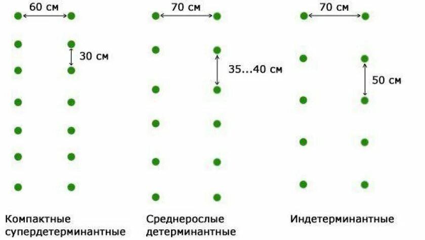 На каком расстоянии сажать томаты в теплице