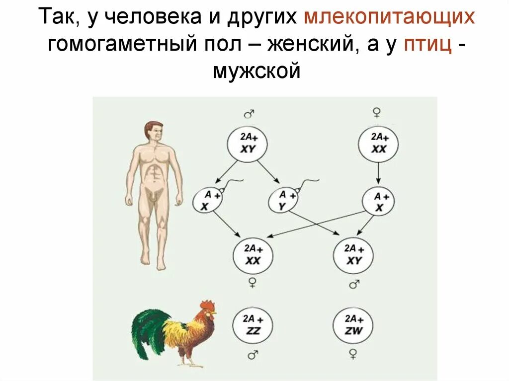 Какой пол называют гомогаметным и какой гетерогаметный. Составьте схему наследования пола у млекопитающих. гомогаметный женский пол:. у человека гетерогаметный женский пол. у млекопитающих мужской пол гомогаметный.