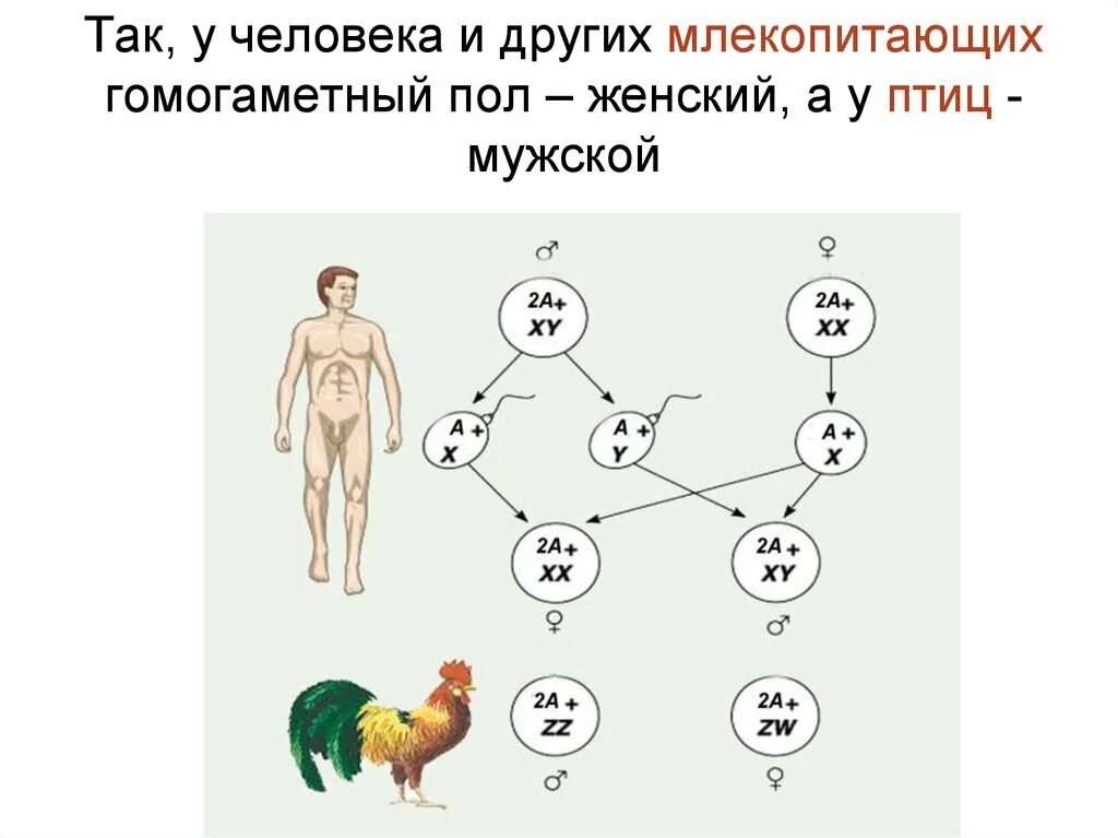 У человека есть пол. Составьте схему наследования пола у млекопитающих. Гомогаметный женский пол:. У человека гетерогаметный женский пол. У млекопитающих мужской пол гомогаметный.