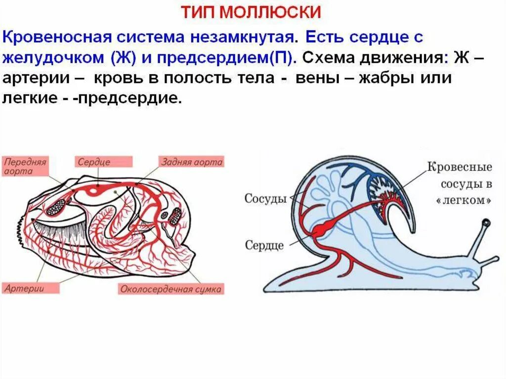 У каких беспозвоночных замкнутая кровеносная система. Тип моллюски строение кровеносной системы. Тип моллюски 7 класс кровеносная система. Незамкнутая кровеносная система. Схема незамкнутой кровеносной системы.