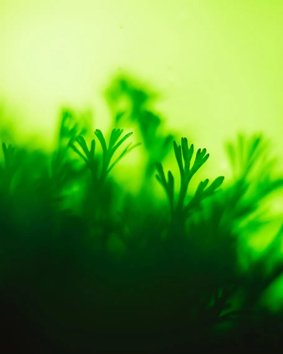 Росток водоросли. Зелёные растения. Зеленая трава. Мох макро. Красивый фон с зеленью.