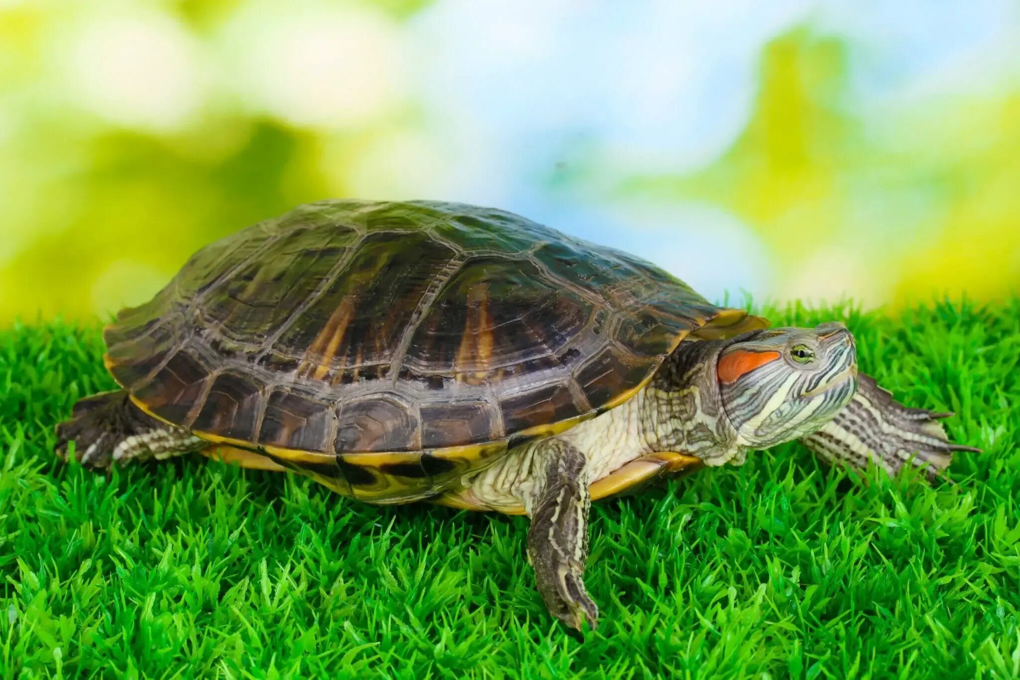 Красноухая черепаха сухопутная. Среднеазиатская красноухая черепаха. Красноухая черепаха маленькая. Красноухая черепаха домашняя. Питомцы черепахи