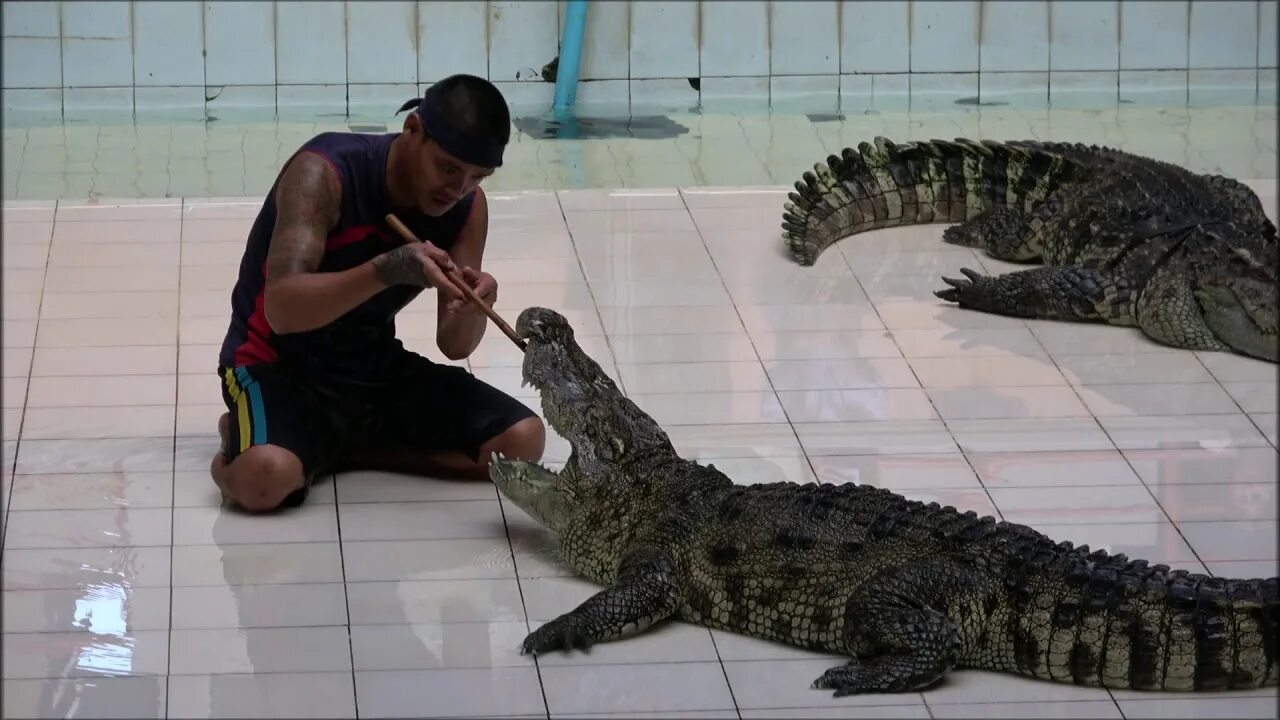 Ферма крокодилов пхукет. Ферма крокодилов на пхукете. Пхукет крокодиловая ферма. Фирма крокодилов на пхукете. Ферма крокодилов пхукет.