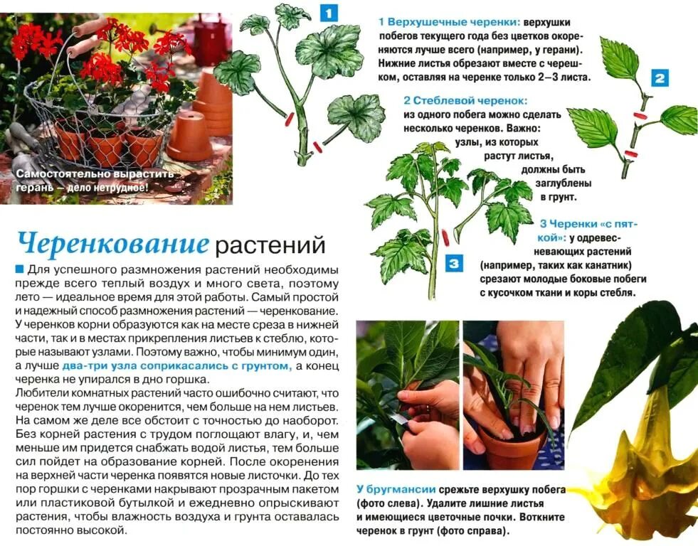 Правила черенкования растений. Черенкование комнатных растений. последовательность черенкования комнатных растений. черенкование комнатных растений таблица. комнатные растения для черенкования названия.