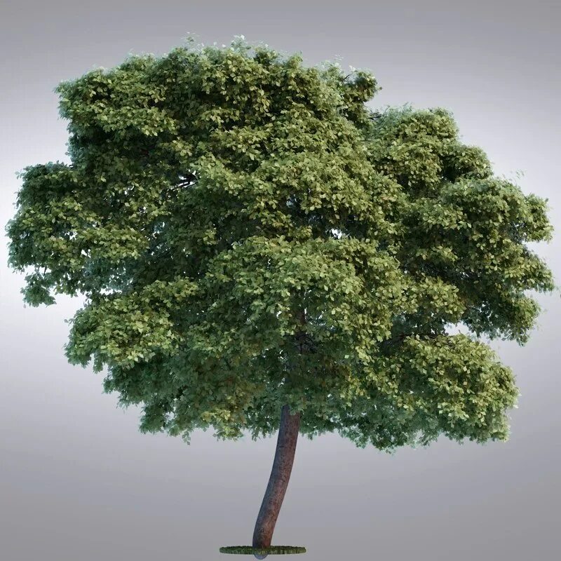 Дерево 3 17. Деревья в 3ds Max. Эбеновое дерево 3ds Max. Реалистичное дерево. Деревья для 3d Max.