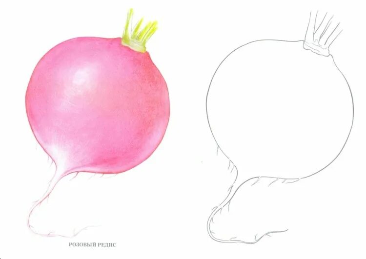 Редиска легко. Редис. редиска рисунок карандашом. редиска раскраска. редиска шаблон.