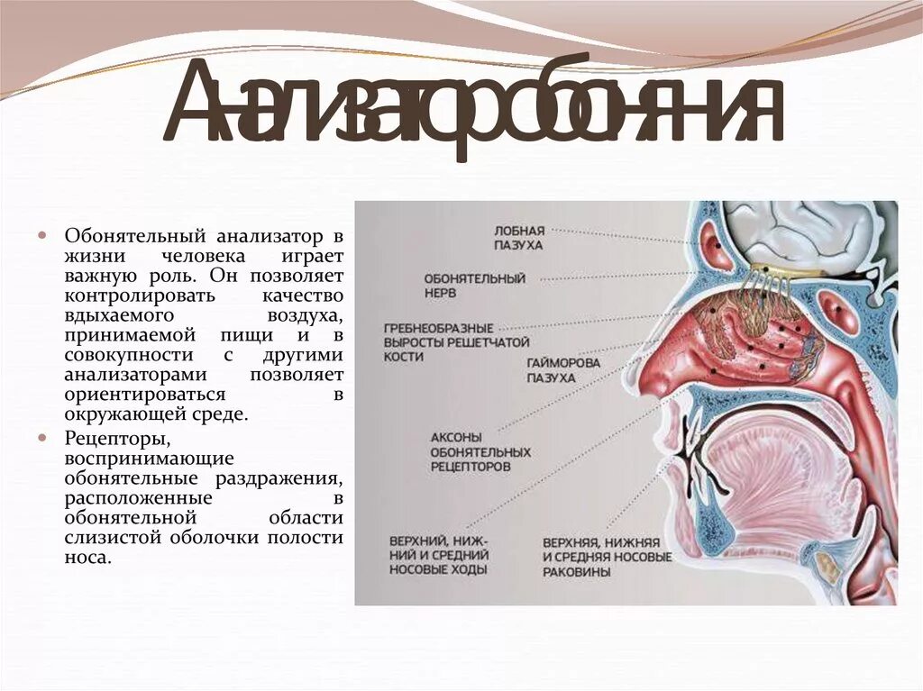 Строение носового анализатора. Орган обоняния анатомия строение. Строение центрального отдела обонятельного анализатора.. Обонятельный анализатор ( состав, роль). Обонятельную функцию выполняет