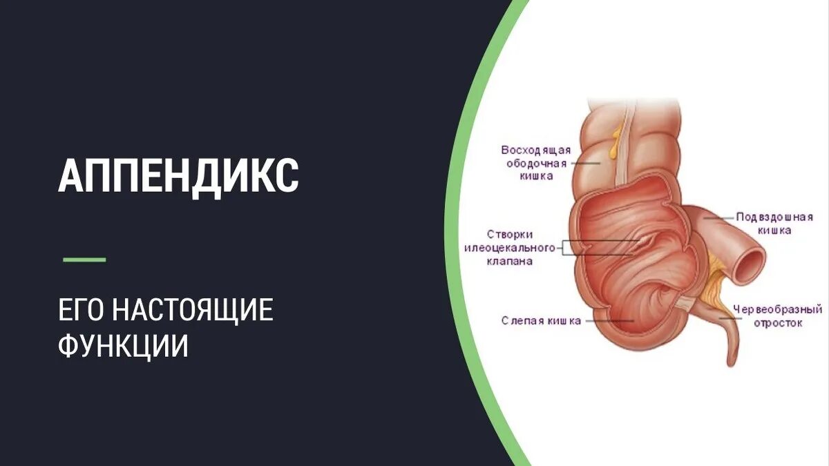 Аппендикс червеобразный. Слепая кишка и червеобразный отросток. Червеобразный отросток аппендикс. Функции червеобразного отростка. Функциичервееобразного отростка.