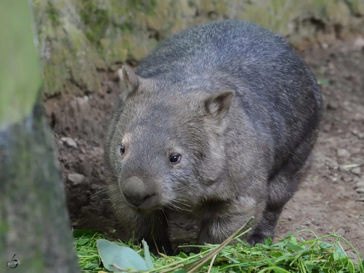 Wombat перевод. Животные Австралии вомбат. Вомбат в Австралии. Длинношёрстные вомбаты. Карликовый вомбат.