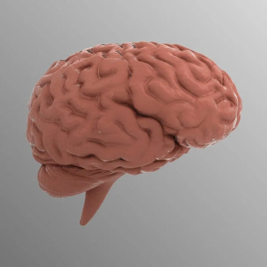 3в модель мозга ствол. Макет мозга.
