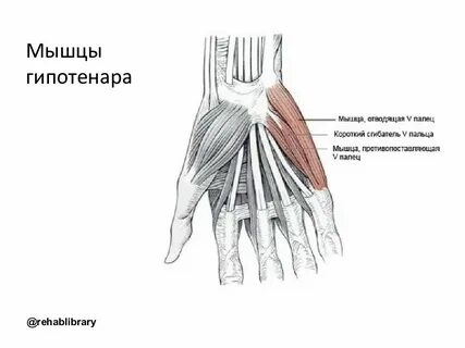 Гипотенор