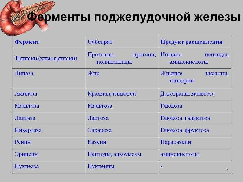 Где вырабатываются ферменты. Протеолитические ферменты поджелудочной железы. Пищеварительные ферменты поджелудочной железы и их субстраты. Пищеварительные ферменты поджелудочной железы расщепляют. Ферменты поджелудочной железы расщепляют белок.